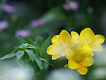 山野花