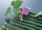 牵牛花