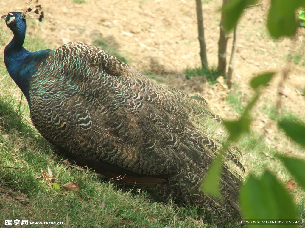 孔雀