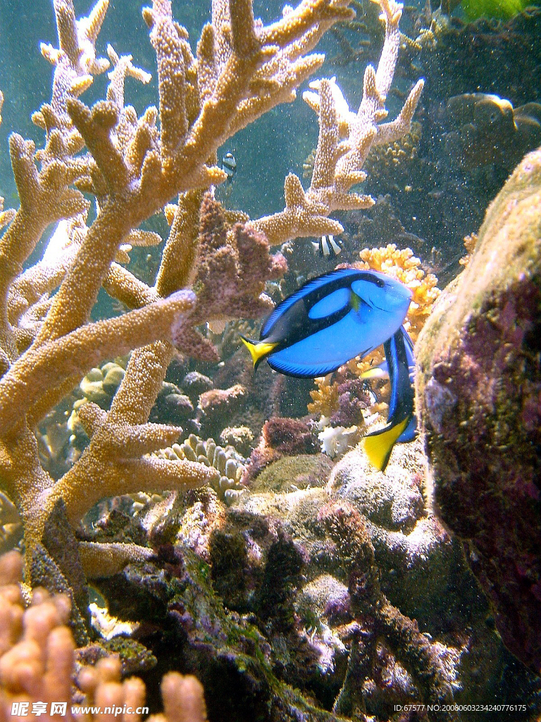 珊瑚和蓝色小鱼