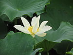荷花 莲花