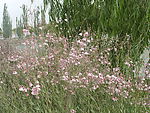 野花