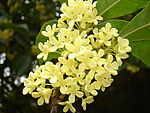 桂花