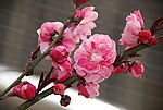 春色桃花
