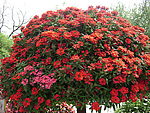 香山的红花