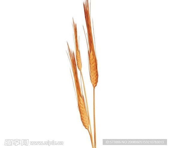 麦穗