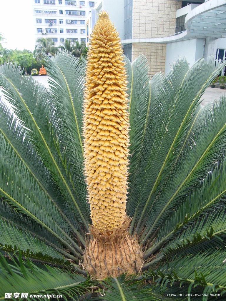 铁树