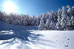 冬季雪景