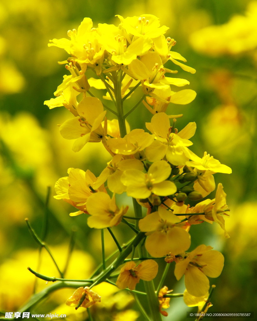 油菜花