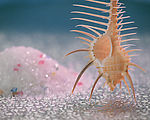 海洋生物