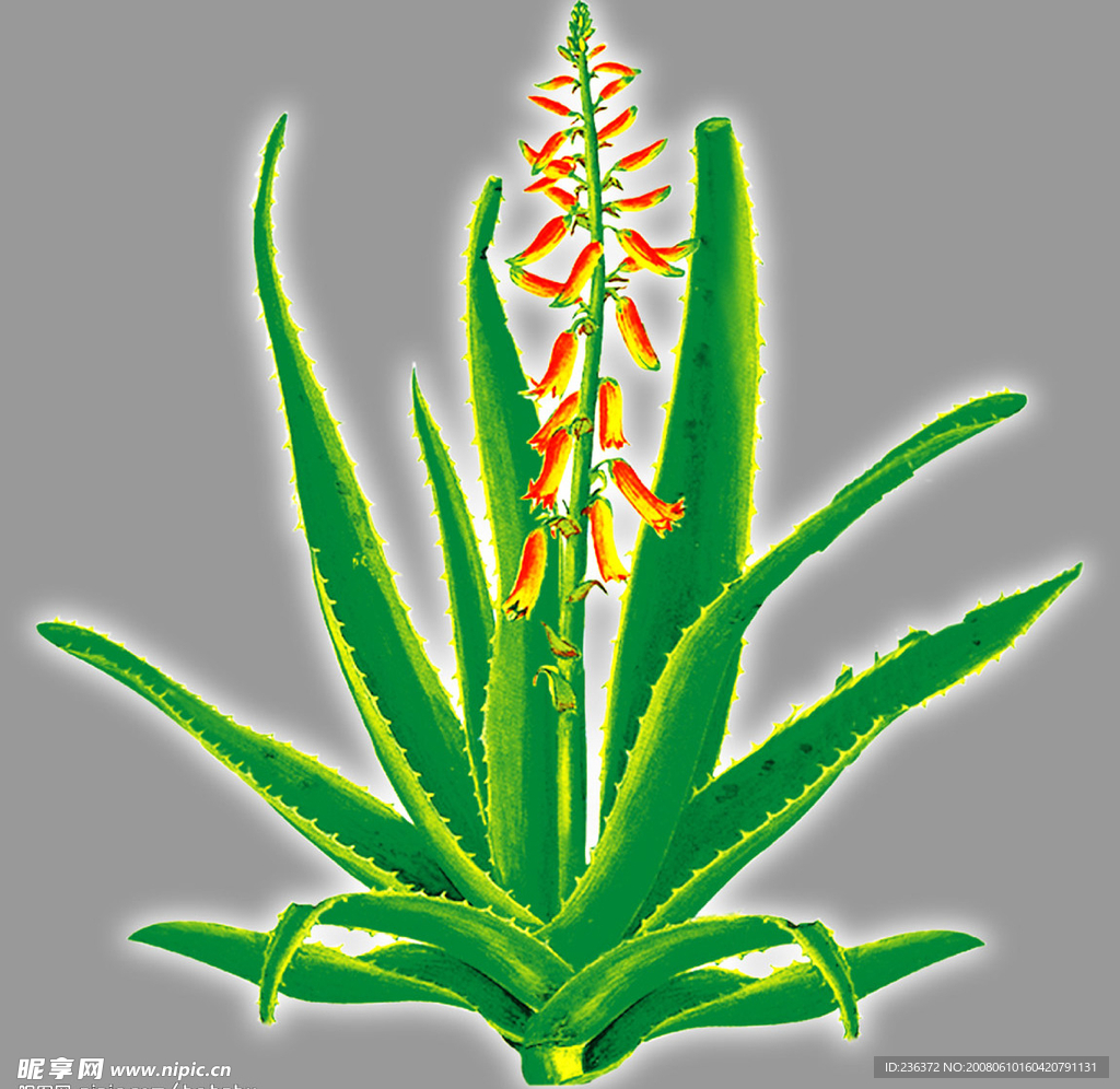 芦荟
