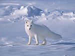冰雪中的北极狐