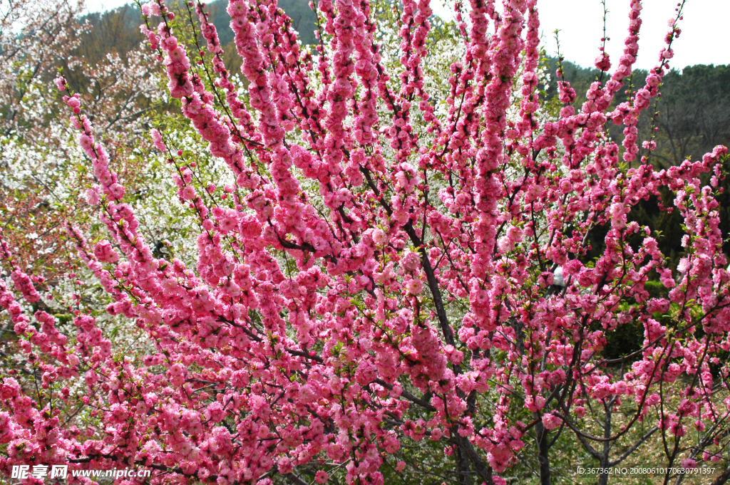 龙王塘樱花