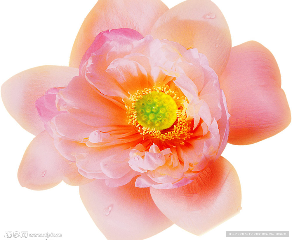 牡丹花