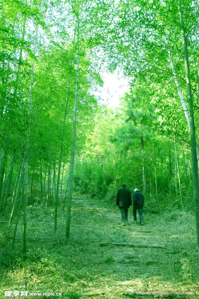 霭达岭 竹林风景