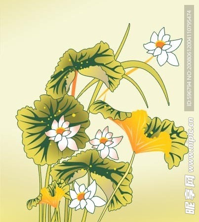 荷花