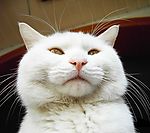 猫咪