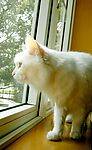 猫咪