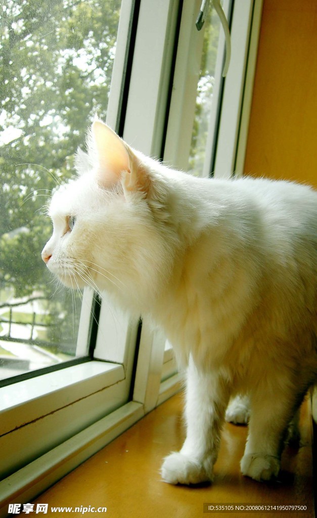 猫咪