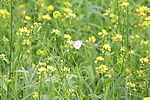 油菜花
