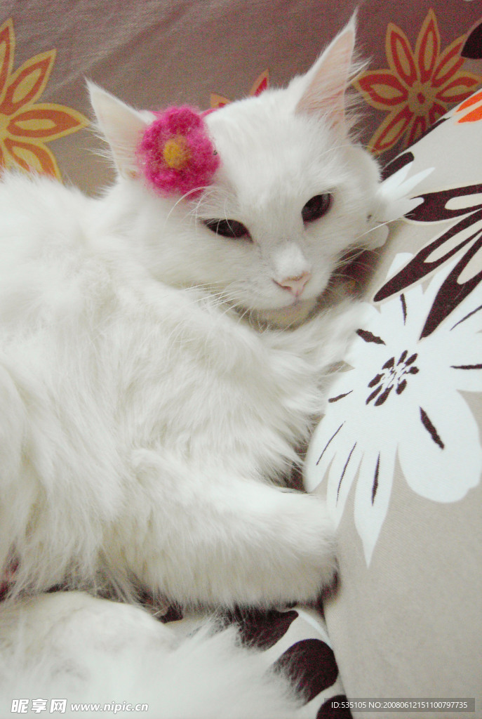 美女猫