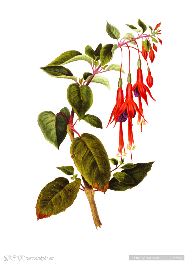 中草药