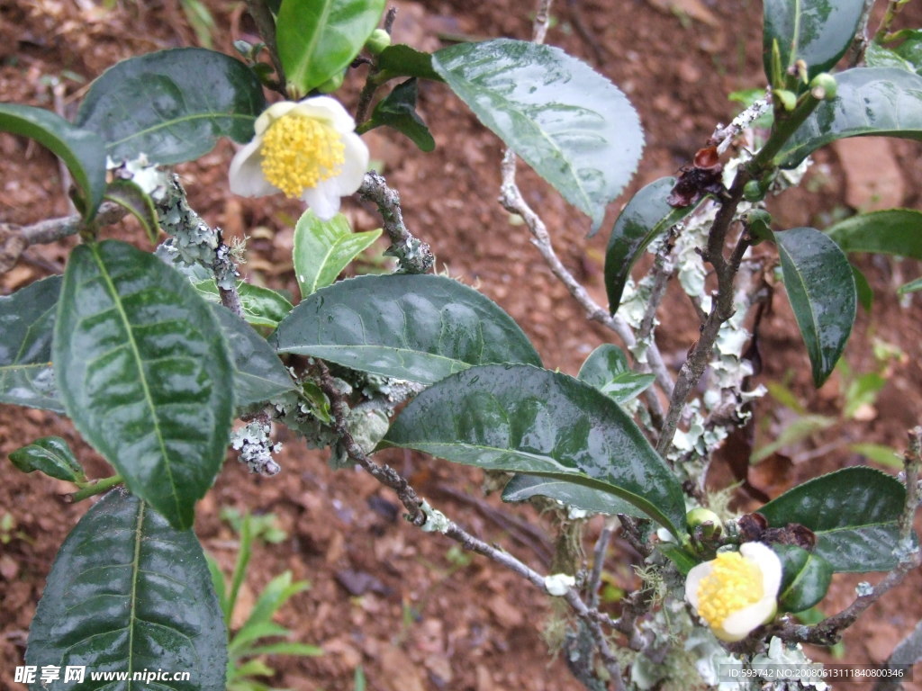 雨后的茶花