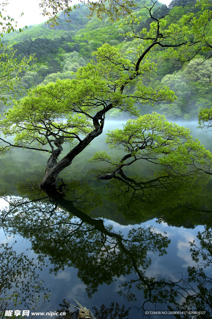 大幅树木水中倒影图