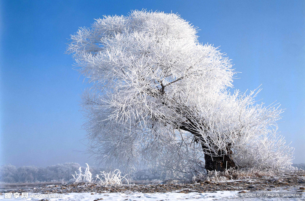 大幅冬季树挂
