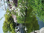 春天 公园 花草 树木