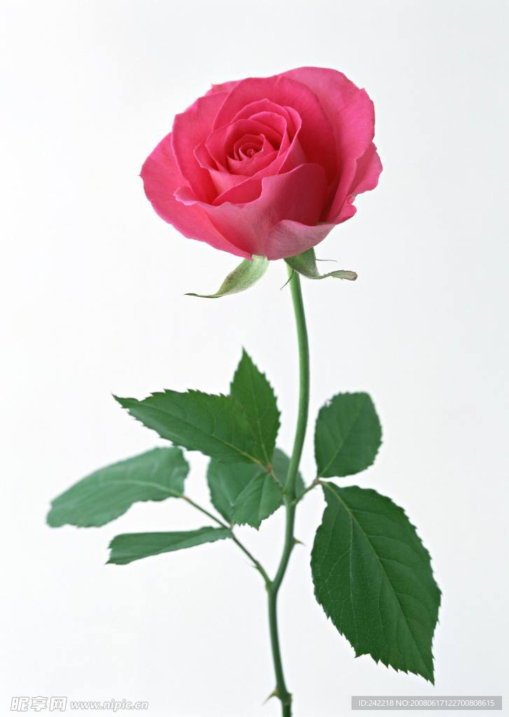 玫瑰花