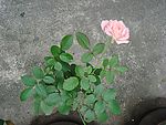 玫瑰