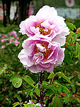 菏泽牡丹