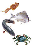 海洋生物