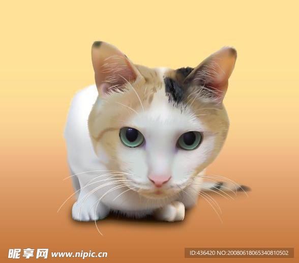 猫