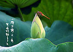 戏荷