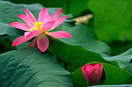 高清晰荷花图
