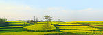 油菜花全景图