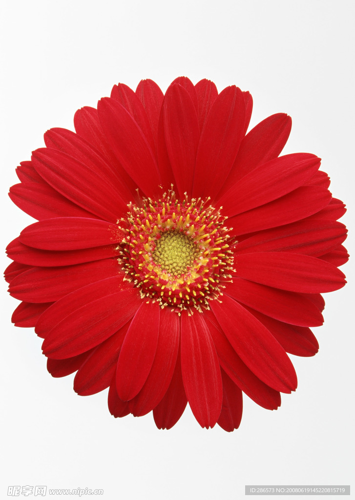 红菊