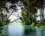 绿荫流水美景