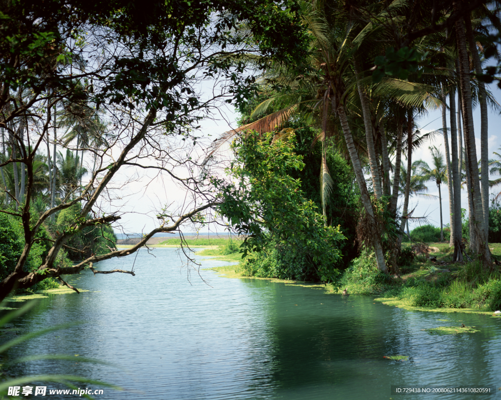 绿荫流水美景