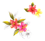 高清超漂亮的花