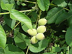 山核桃