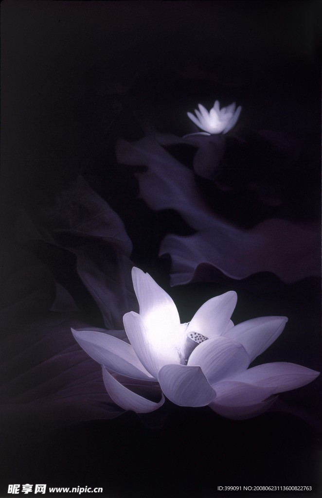 荷花