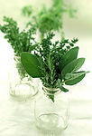 玻璃瓶中的绿色植物