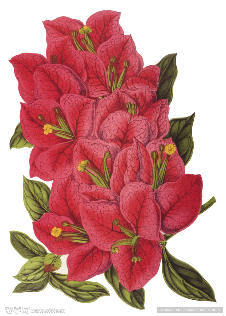 中草药