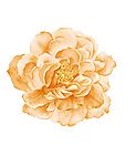 瓷器花纹