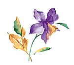 瓷器花纹