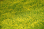 油菜花