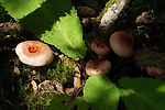 野生菌类